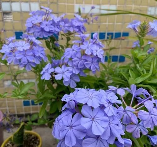 家里一定要养盆它，开完一茬接一茬，养100盆都不嫌多