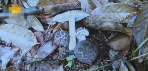 正餐|一家四口吃完饭,2岁弟弟和3岁哥哥相继身亡,医生说出原因太揪心