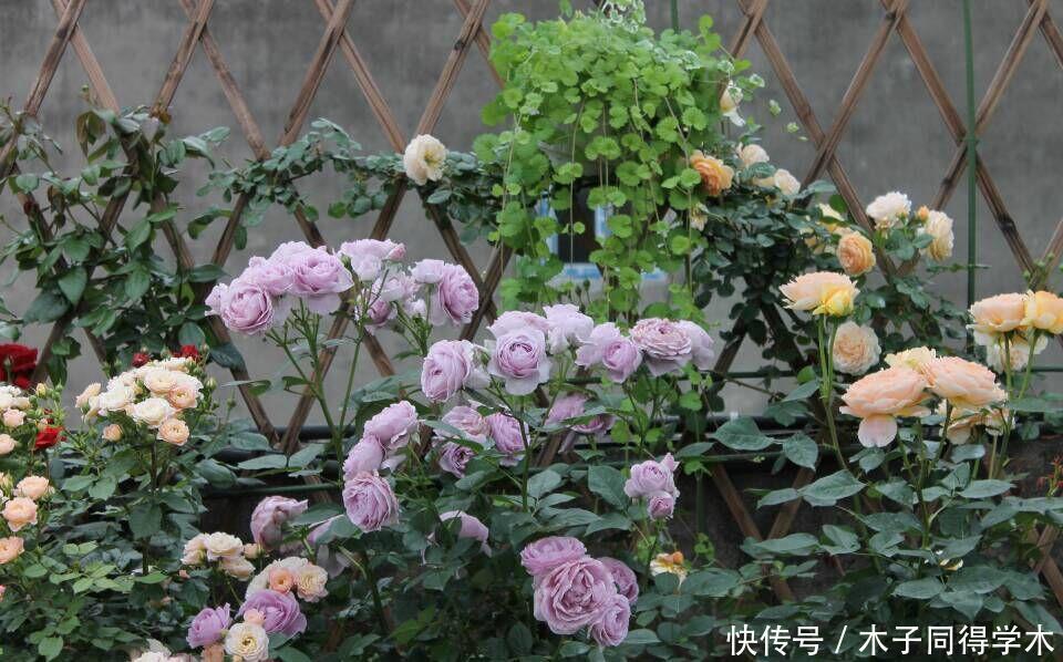 阳台养月季,就要“高颜值”,好养又泼辣,花期超长,花量大