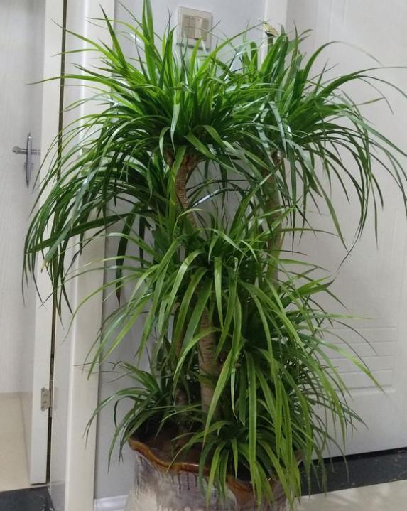 龙血树就要“惯”着养,满足“小爱好”,10年不烂叶,茂密油绿