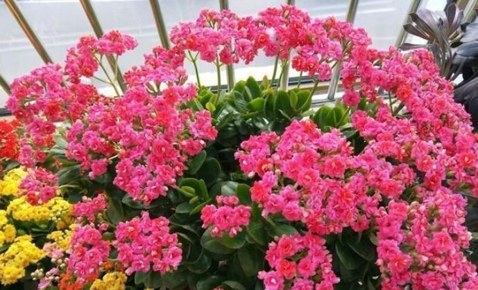 春天养此款花卉,好养开花漂亮,一开就是300天,你养了吗
