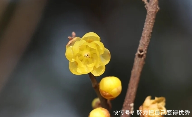 这三种花，院子种一棵，冬日暖起来