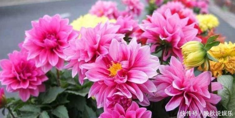 几款花卉养在家里,繁花似锦,花大色艳很漂亮