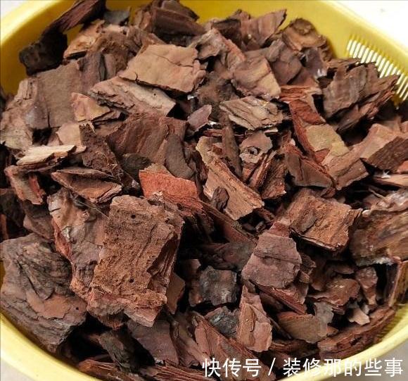 秋天到了,满地都是宝贝“松树皮”,养花有奇效