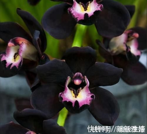 猎奇花友必备的兰花“黑雪姬”，花色神秘，花大浓香，好养易活