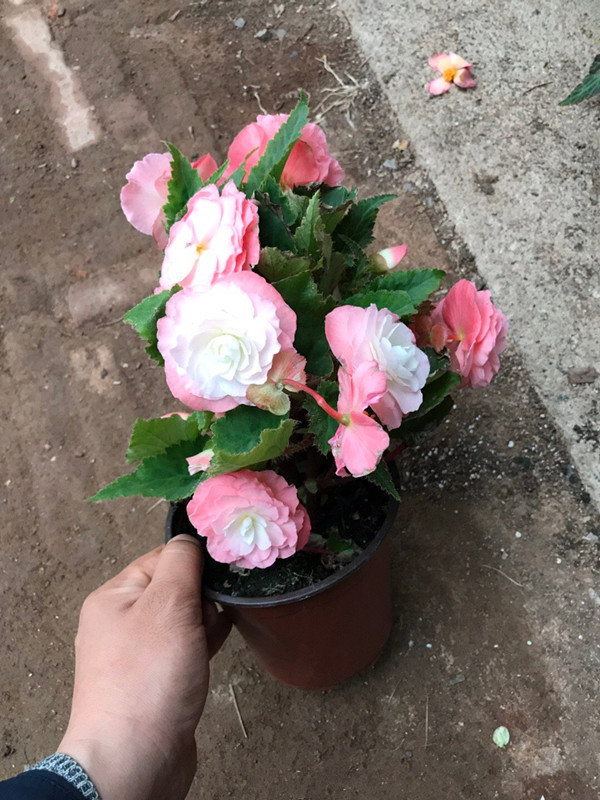 栽培|此花号称“最美草花”,不输牡丹月季茶花,花期超长,你值得拥有