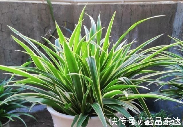 廿四|初秋给吊兰“整整型”，做好两件事，变成飘逸“小老桩”！