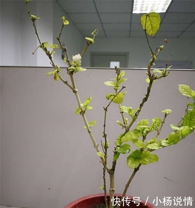 养花|家里养了3种花,一年四季轮着开花,简单好养花量又大