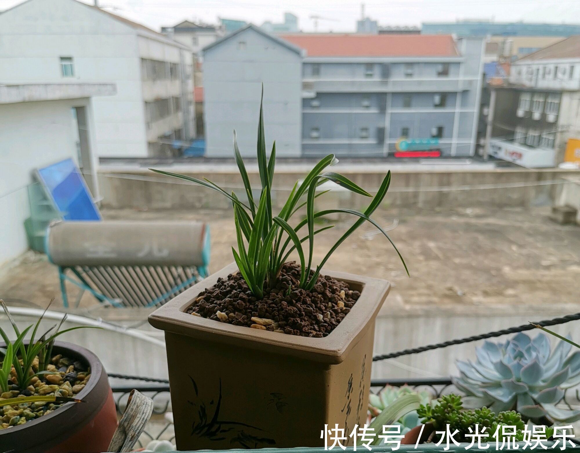 植料|新手养兰花,把握几个关键点,兰花不黄叶烂根易出水晶头