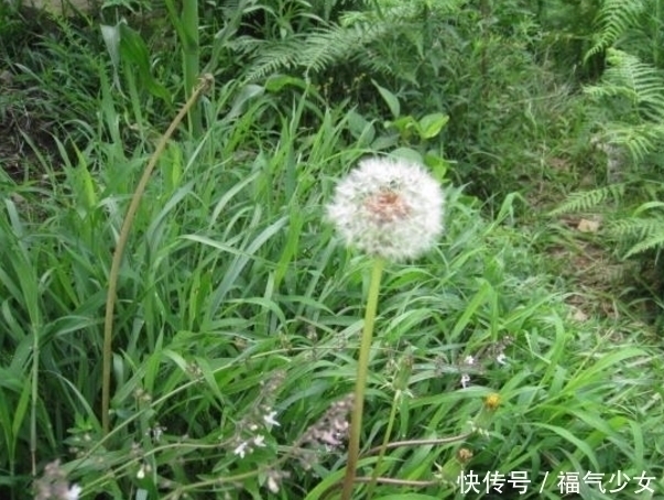 农村|提个醒:在农村遇见这种野草,一定要拔回家,被称为“草药皇后”