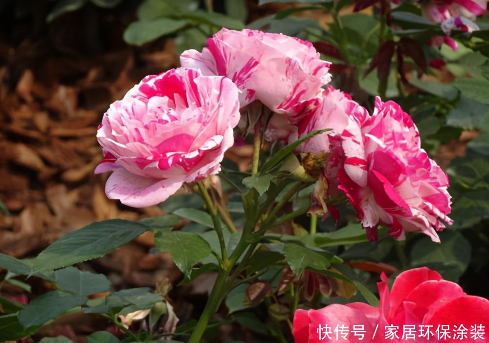 6种“冷艳”花,就爱寒冬开,越冷越娇艳,雍容又华丽