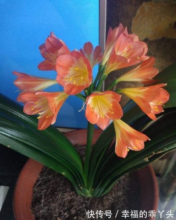 秋凉|农历十一月大雪过后,养什么花?家里养3种花,五福临门吉祥如意