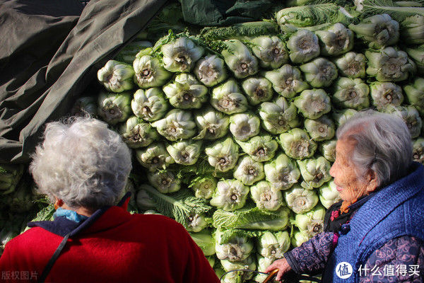  大白菜与北方人的不解之缘，从囤几百斤过年开始的