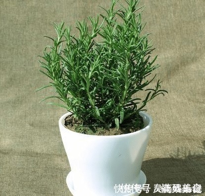 六种“冻不死”植物，沾土既活，放在家里满屋香！身体还会更健康