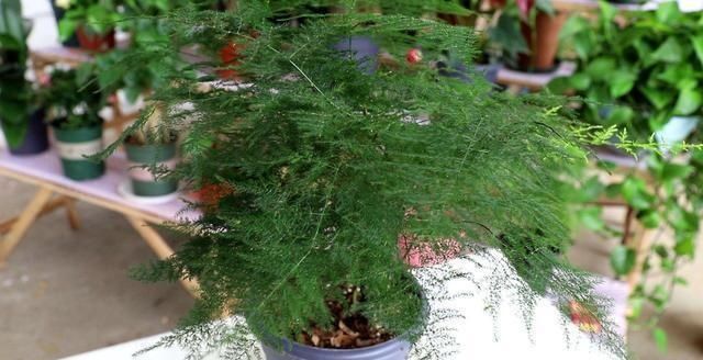 7月开始,4种花就怕“晒太阳”,想要叶色翠绿,这些细节你知道吗