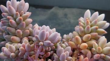  婴儿|多肉婴儿手指，了解掌握4个要点，叶子饱满颜色粉嫩，长成悬崖桩