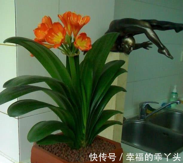 君子兰难养，原因是什么，怎么解决