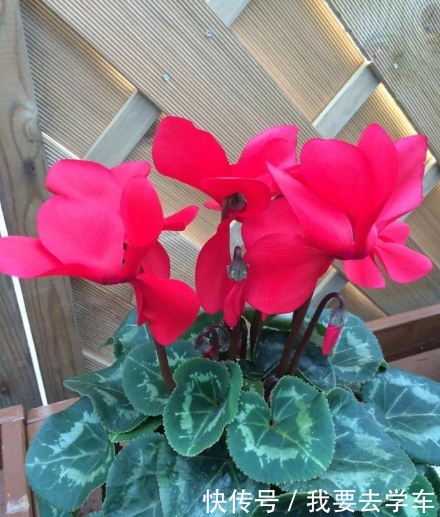 11种能在室内开大红色花朵的植物,养成盆栽后反而更好打理!