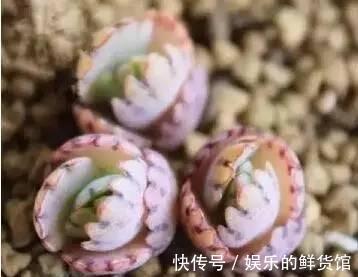 多肉长残的照片，看一次笑一次，根治各种抑郁