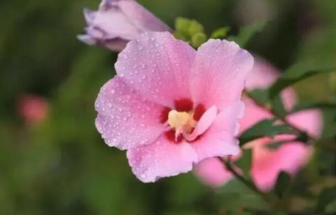 最适合老人养的四种花,健康长寿又养心