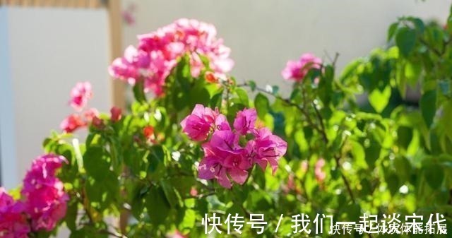 柠檬酸|三角梅“黄叶”不开花,用这2种水浇一浇,叶子油绿,满头花!