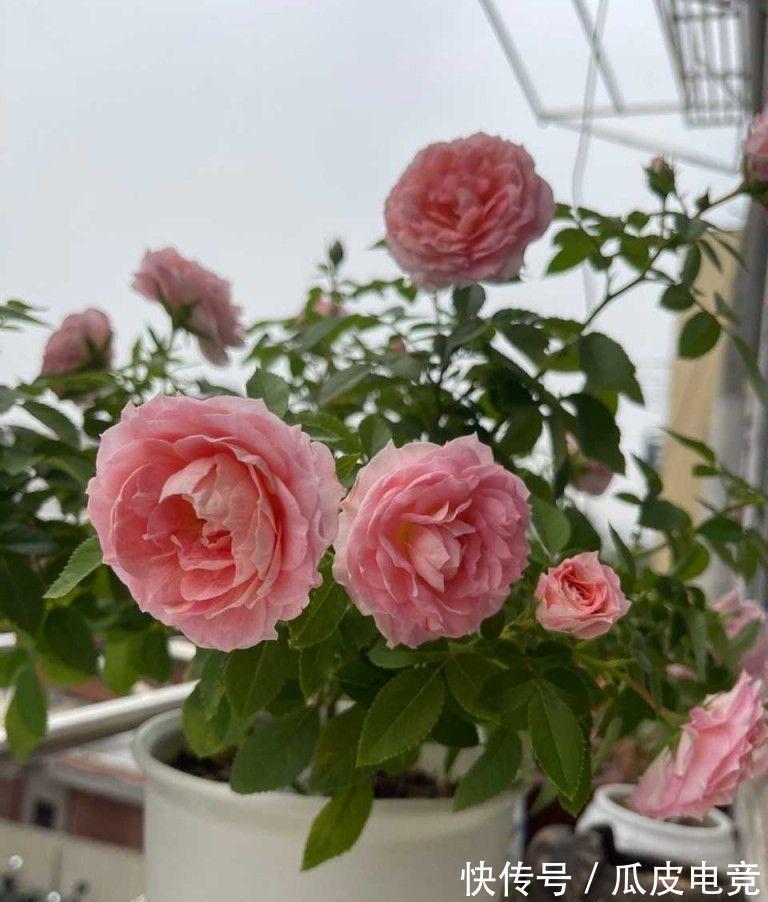 养一盆这种月季,一年爆花几次,又香又美,花朵大花色也漂亮