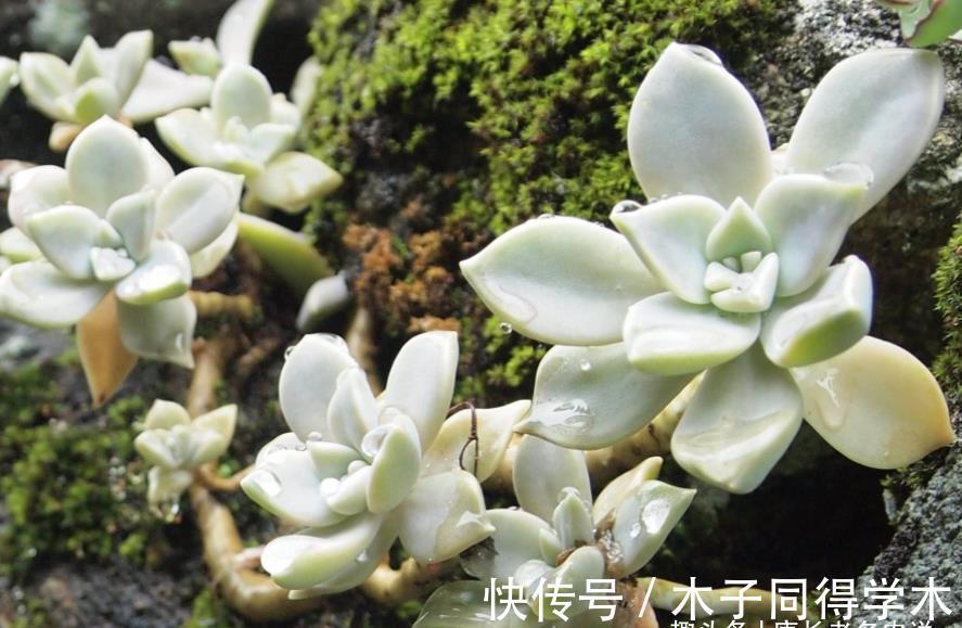养护|胧月这样皮实的多肉还怕水浇多了？别担心，稍微处理一下就好啦