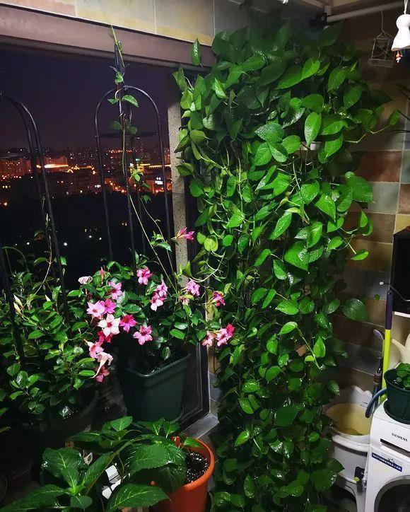 花儿|养花肥：盆里放个蛋，1年不用施肥，花儿照样开爆盆！