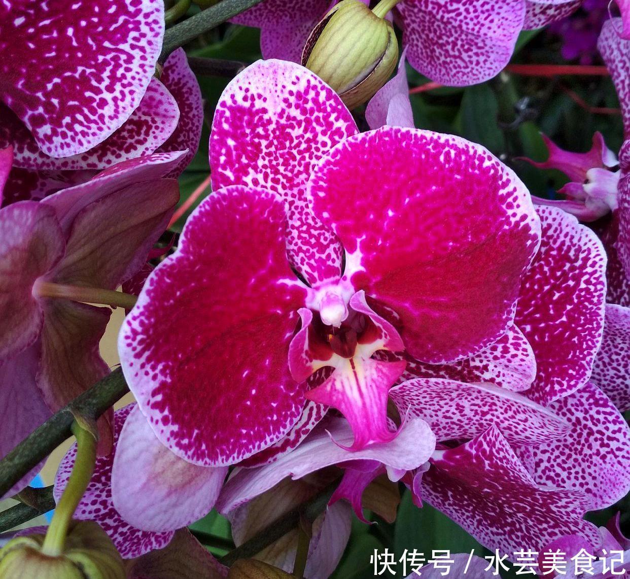 杜鹃|3种花虽然看起来很漂亮,不过没经验很难养好,新手尽量别去碰