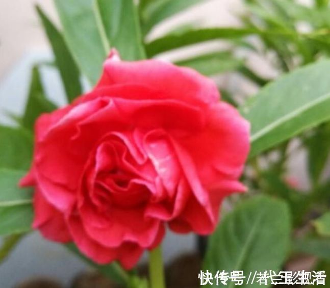 三角梅|家有院子，一定要养“3种花”，好养又漂亮，一开就是300多天！