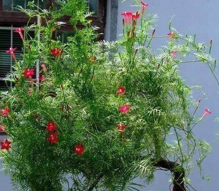 不想养吊兰绿萝了那就养这4种花，花开如海，一年能开300多天