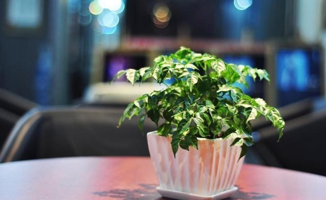 叶子|幸福树哗哗掉叶子怎么办?注意这四点,摆脱掉叶问题!