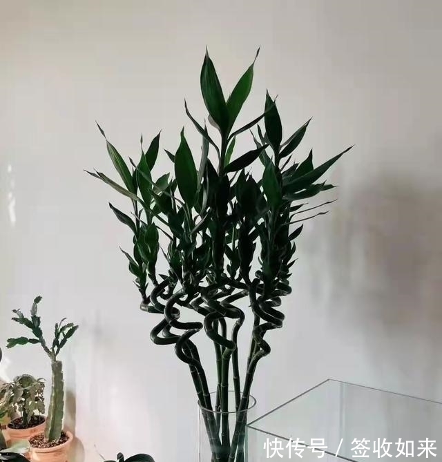 发黄|20种花卉的20个常见问题,养花人必看