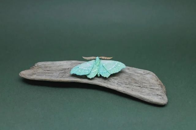 差点吓一跳,用纸做出来的昆虫,比真的还逼真