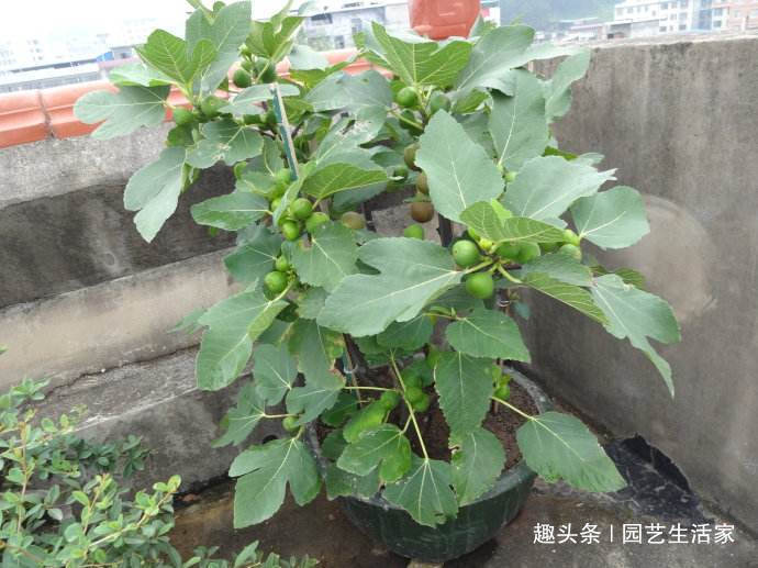 无花果|1种水果不用买,剪个枝条插土里就活,1年结果,常吃远离癌细胞