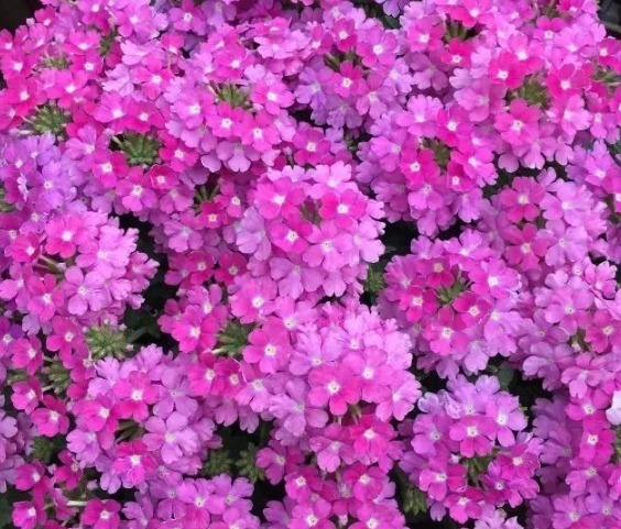 4种花是开花机器，不用操啥心，花色繁多易爆盆，娇艳欲滴