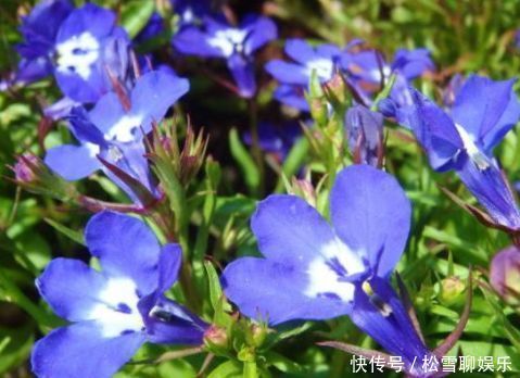 好养易活的几款花卉，花大服盆快，枝头窜满花苞