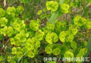 猫眼草|农村一种不起眼的“猫眼草”,曾被当做杂草,殊不知药用价值极高