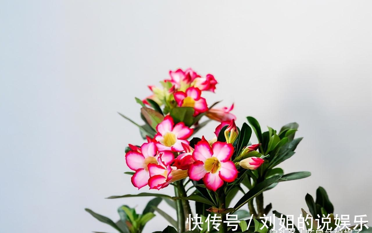 花卉|8种需要冬天“停水”的花，再浇水，可能会要了它们的命