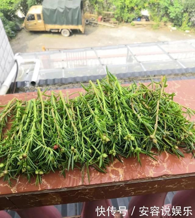 枝条|夏天“最适合”扦插3种花，10天生根，养2个月就能变“花海”