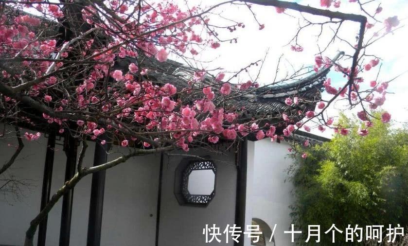 在农村院子里适合种植这五种树，养人镇宅！