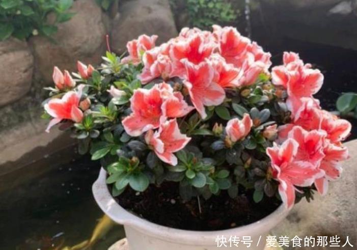 杜鹃花冬天室内有“四怕”,做错赶紧改正,让它叶子油绿不发黄!