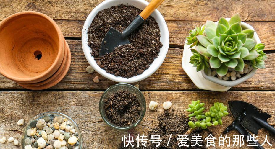 栽种|多肉植物日常养护需不需要添加肥料,浅谈多肉是否需要额外施肥