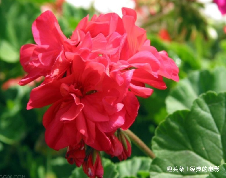 此花颜色绚丽多彩，犹如一个妩媚的女子，有幸福就在身边的寓意