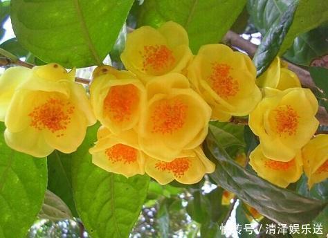 中国金花|它是真正的“花茶”,开出盏盏黄花,摘一朵就能泡