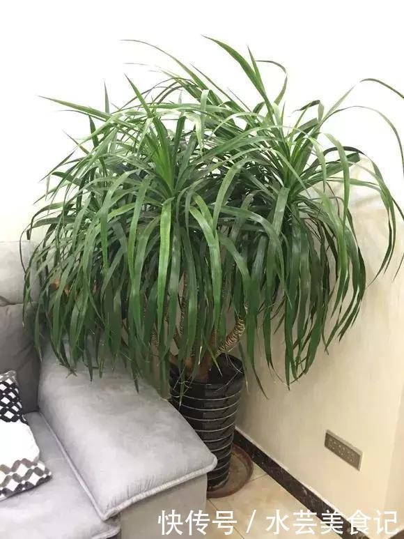 这6种花是“天然净化器”,家中养1盆,潜伏的甲醛也会吸干净!