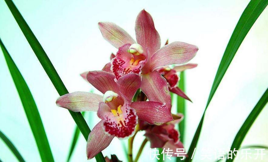 墨兰浇水能用雪水吗,冬季浇水,老花农教你三个简单实用技巧