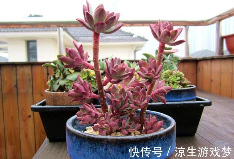 秋天养盆多肉红稚莲，叶片红似火，养成小老桩，美极了