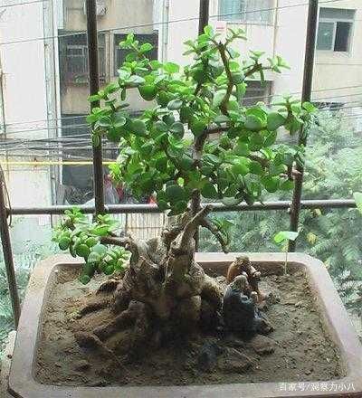 苍劲|金枝玉叶黄叶烂根,避开“三怕”,撒欢长窜新芽,养成苍劲小老桩