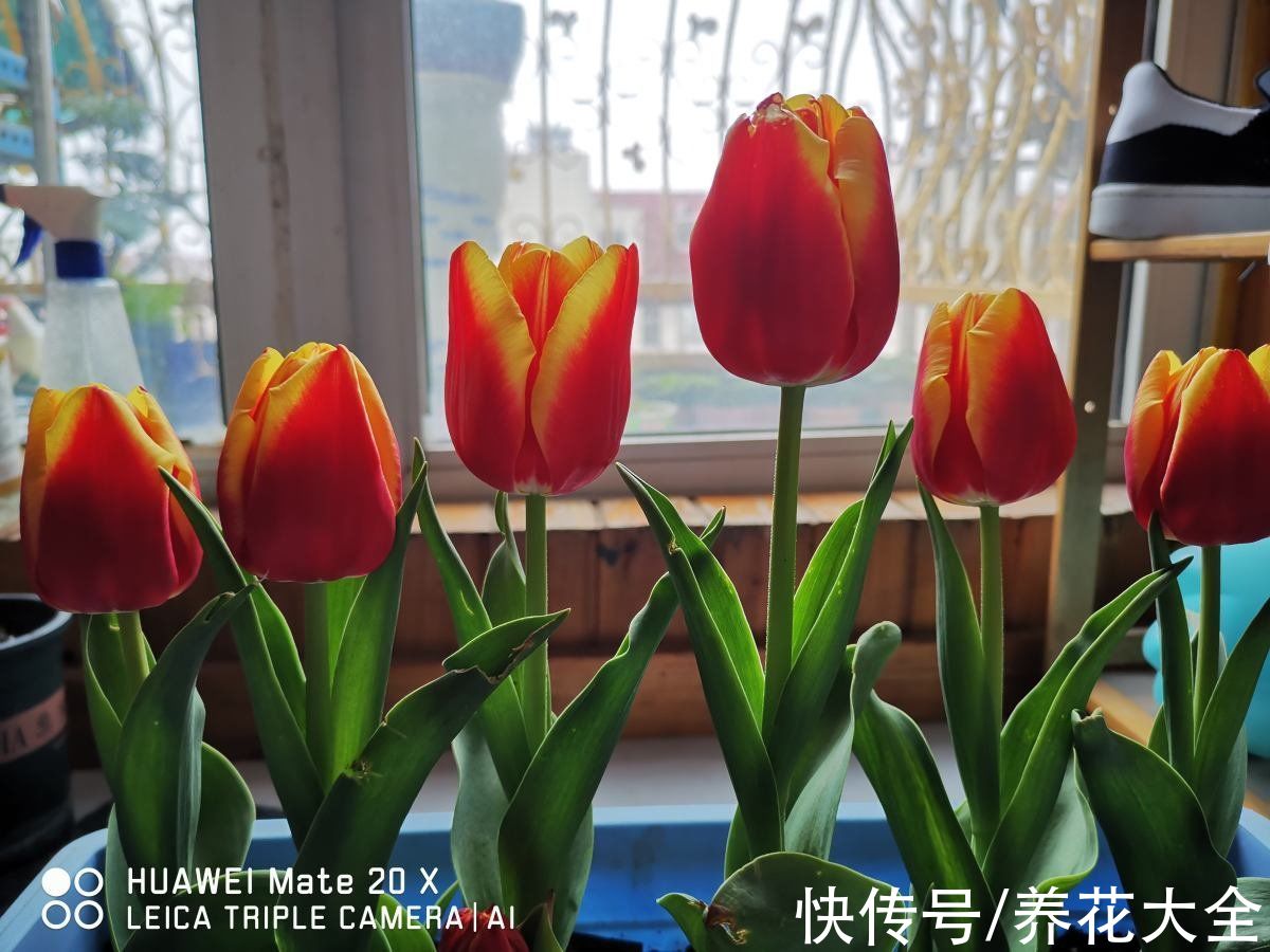 不能放在卧室养的6种花,时间越久对人身体伤害越大,抓紧搬出去